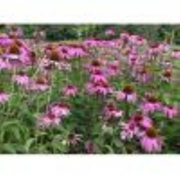 Echinacea Purpurea Extract Powder